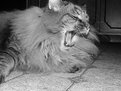 Picture Title - I am Cat...Hear me Roar!