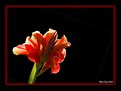 Picture Title - Canna