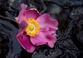 Picture Title - Fallen flower, water, and rock