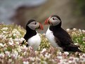 Picture Title - Puffins, Skomer Island