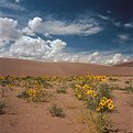 Picture Title - Flowers and Dunes