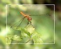 Picture Title - Dragon Fly