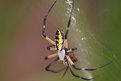 Picture Title - Banana Spider