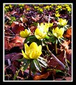Picture Title - - spring -