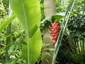 Picture Title - Rain forest flower