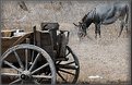 Picture Title - Near A Gipsy House 