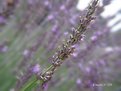 Picture Title - Lavender Dreams