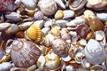Picture Title - She sells sea shells
