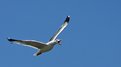 Picture Title - Gull