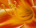 Picture Title - Inside of Lily