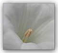 Picture Title - Grey tones-White flower