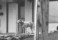 Picture Title - Dalmation