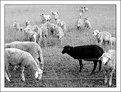 Picture Title - all just sheeps - arenṀt we?