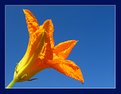 Picture Title - Pumpkin Flower