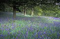 Picture Title - English bluebell wood