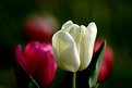Picture Title - white tulip