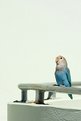 Picture Title - Parakeet