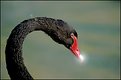 Picture Title - Black swan