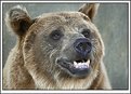 Picture Title - Great Bear