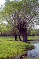 Picture Title - Remembrance of spring