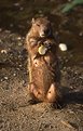 Picture Title - Mamma Groundhog