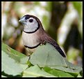 Picture Title - Double Bar Finch