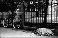 Dog and bike