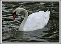Picture Title - White Swan