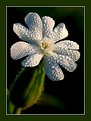 Picture Title - Dewy Lychnis