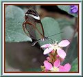 Picture Title - Transparent Butterfly