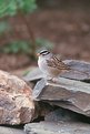 Picture Title - White Cap Sparrow