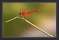 Picture Title - Red dragonfly