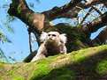Picture Title - Macaquinho