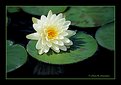 Picture Title - Waterlily (s1859)