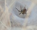 Picture Title - Funnel Spider