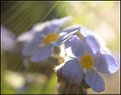 Picture Title - forget-me-not study 6