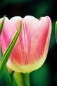 Picture Title - tulip flower