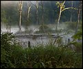 Picture Title - Foggy Boggy