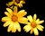 Daisy Chain