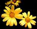 Picture Title - Daisy Chain