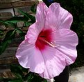 Picture Title - BIG Hibiscus