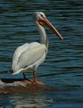 Picture Title - Lone Pelican