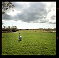 Picture Title - Lone Goose