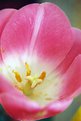 Picture Title - tulip flower 2