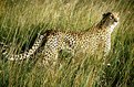 Picture Title - Cheetah in the Long Grass