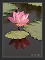 Picture Title - Lotus & Its reflection