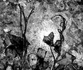 Picture Title - rusty dead leaves b&w