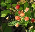 Picture Title - Blackberry for Teunis