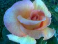 Picture Title - rose....