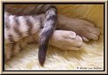 Picture Title - Young ocicat feet